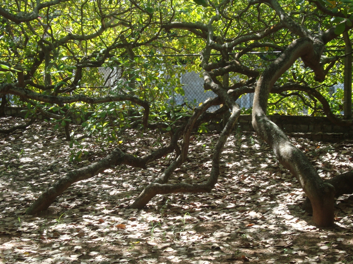El mayor cajueiro (árbol de cajú) del mundo