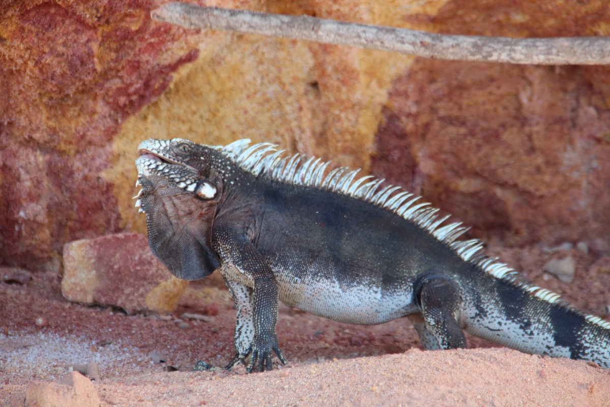 Iguana - A very common species in the Brazilian Northeast