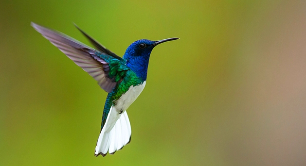 Hummingbird - The most seen bird in Pipa