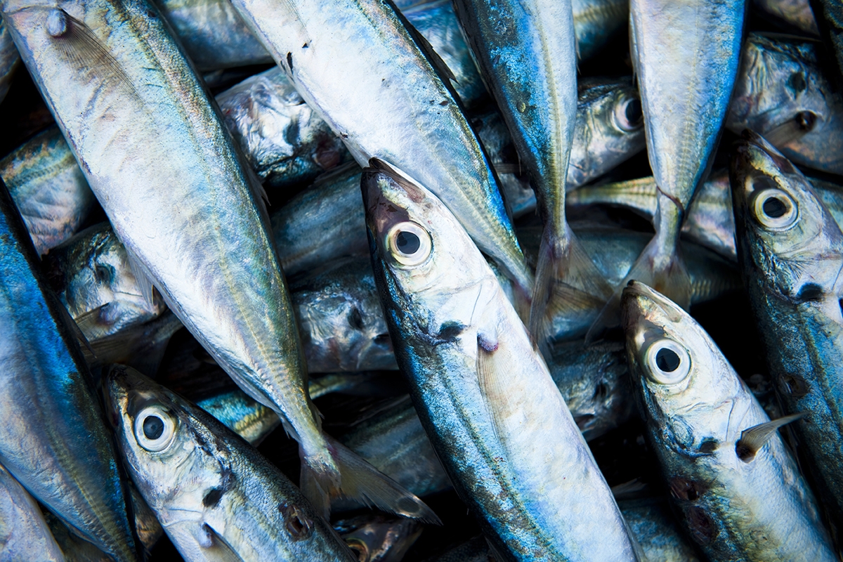 Fish, a nutritional banquet.
