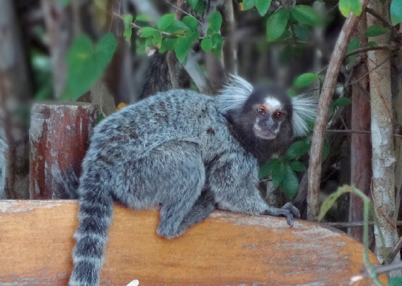 Sagüis - Primates of the New World