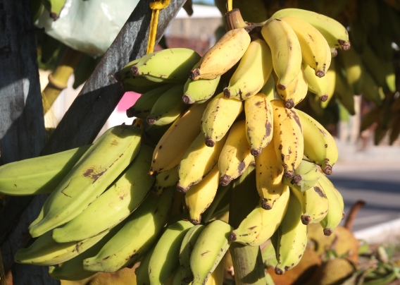 Banana -  Tipos, benefÃ­cios e receitas dessa delÃ­cia brasileira