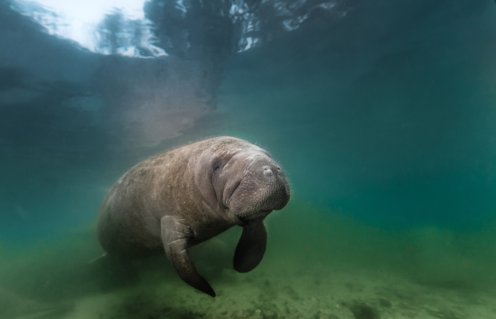 Manatee - Legends and protection
