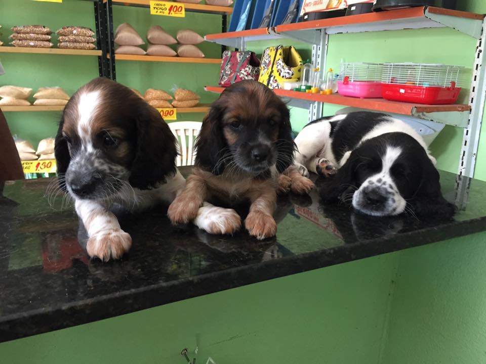 Veterinary Bicho de Praia